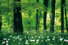 Sustainable Forests