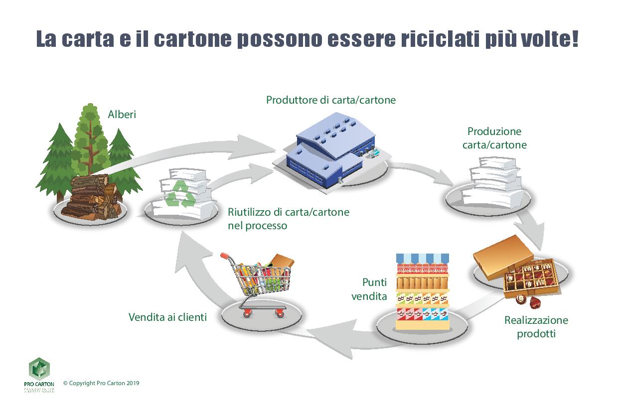 Ciclo di vita del cartone