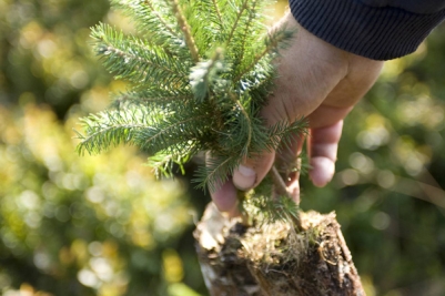 Semillero de árboles para la gestión forestal sostenible Página